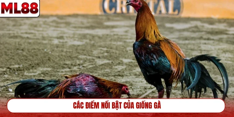 cac-diem-noi-bat-cua-giong-ga