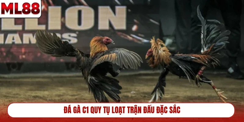 Đá gà C1 quy tụ loạt trận đấu đặc sắc