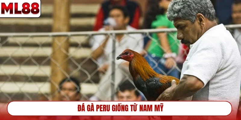 da-ga-peru-giong-tu-nam-my