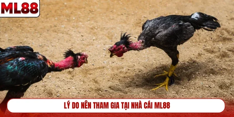 ly-do-nen-tham-gia-tai-nha-cai-ml88