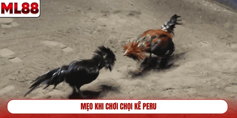 meo-khi-choi-choi-ke-peru