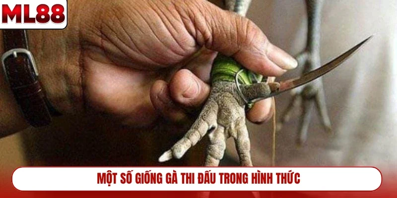 mot-so-giong-ga-thi-dau-trong-hinh-thuc